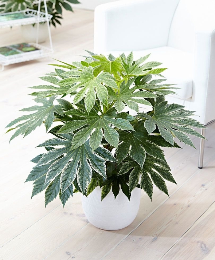 Фатсия джапоника