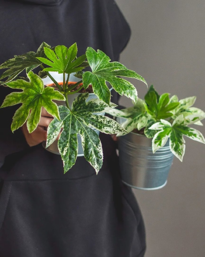 Фатсия вариегатная