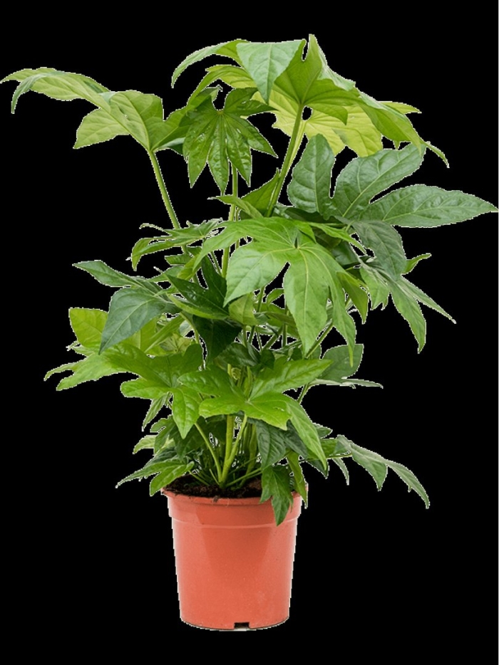 Фатсия японика