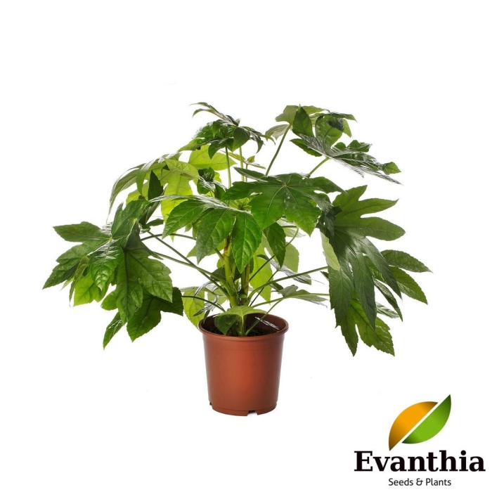 Фатсия комнатный клен