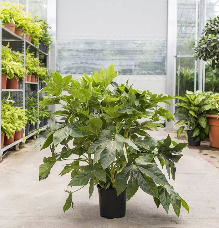 Фатсия цветок комнатный