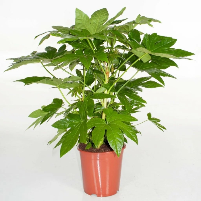 Фатсия japonica