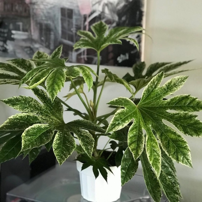 Цветок фатсия