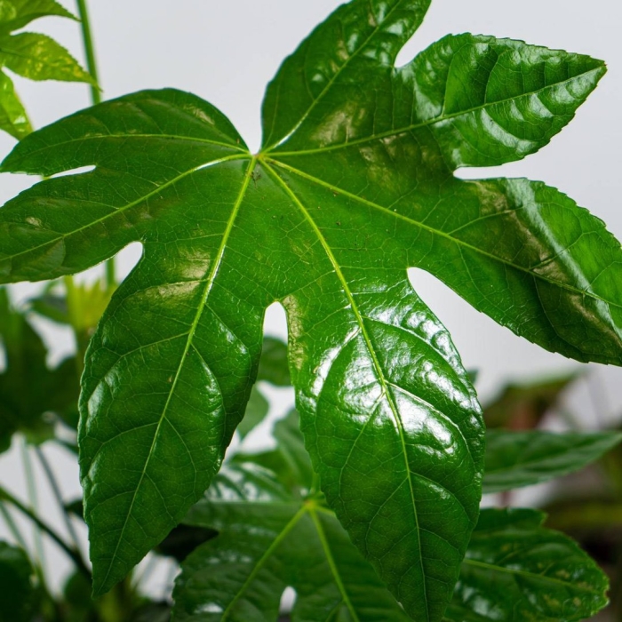 Фатсия японика