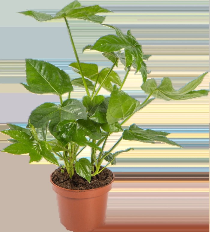 Японская фатсия