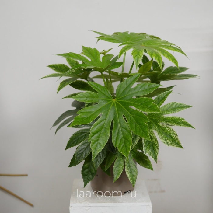 Фатсия вариегатная