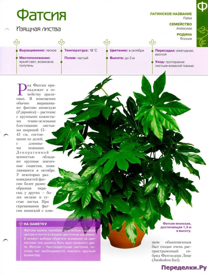 Комнатное растение