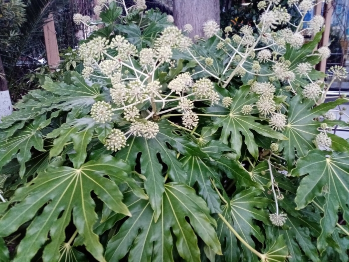 Фатсия japonica