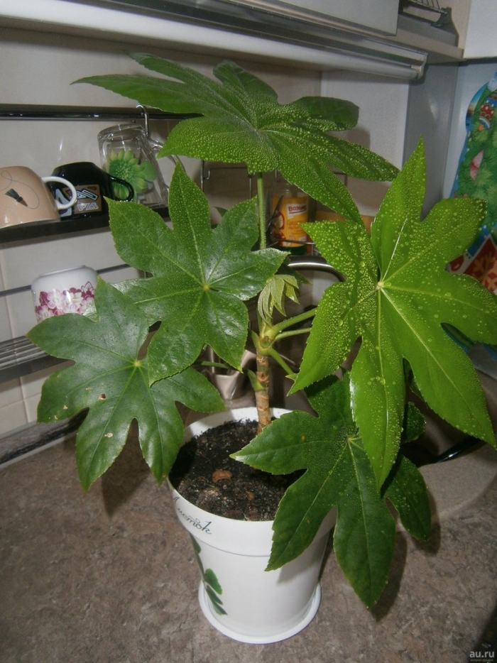 Фатсия цветок комнатный