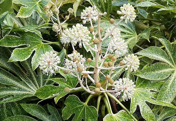 Аралия фатсия