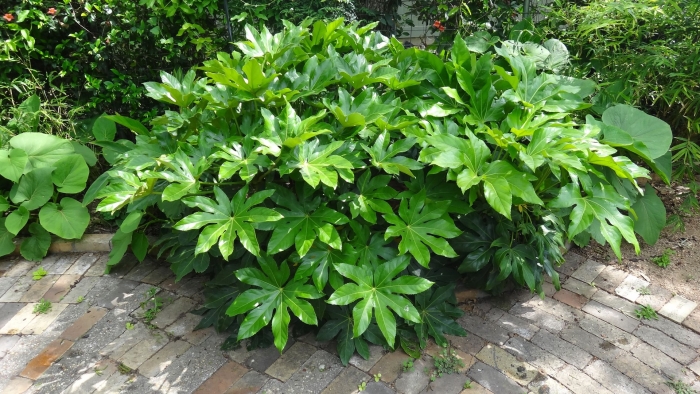 Фатсия японская