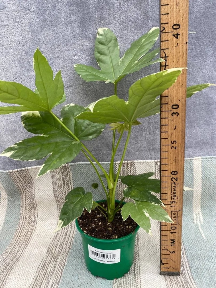 Фатсия японская