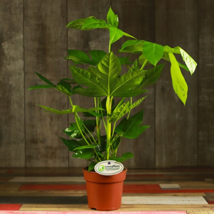 Фатсия цветок комнатный