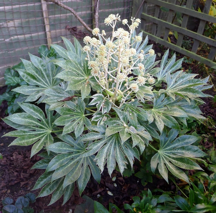 Фатсия вариегата