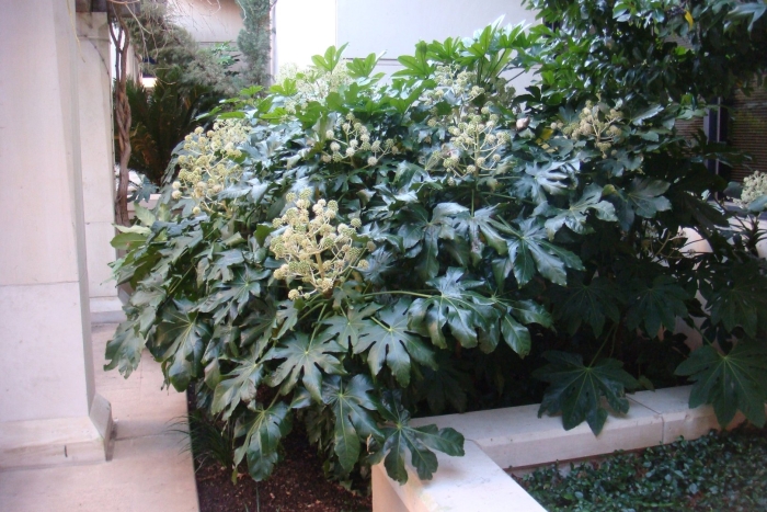 Fatsia japonica