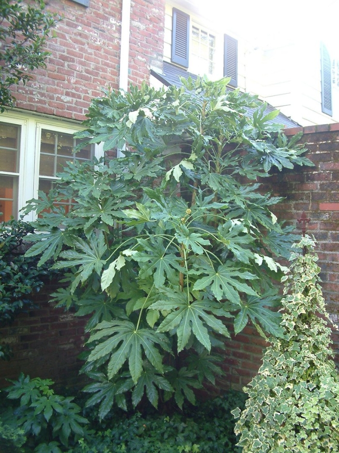 Fatsia japonica