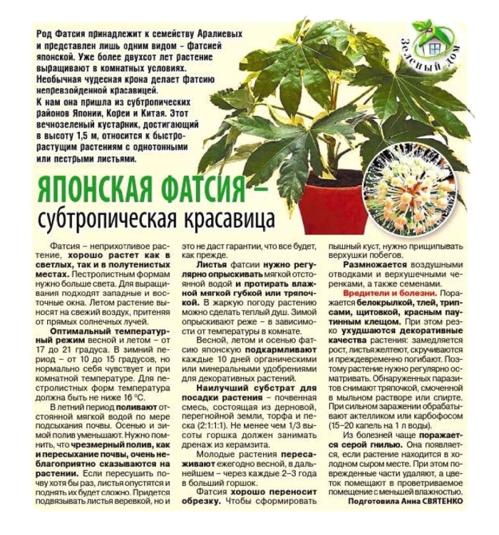 Фатсия японская уход в домашних условиях