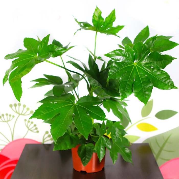 Фатсия комнатный клен