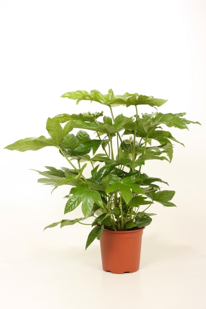 Фатсия японская уход