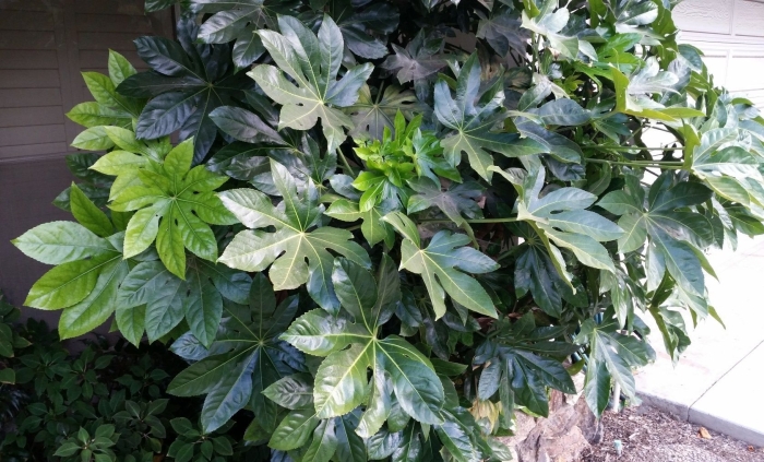 Фатсия фатсхедера