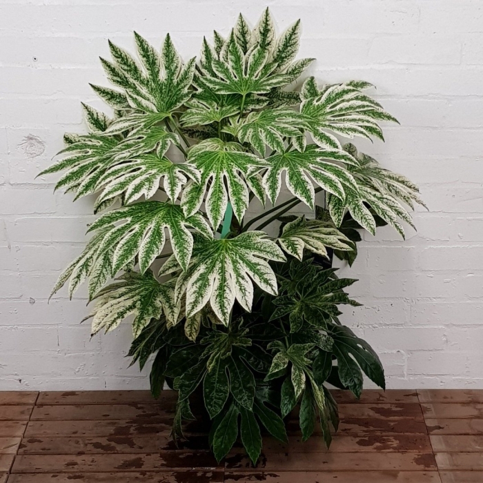 Фатсия вариегата