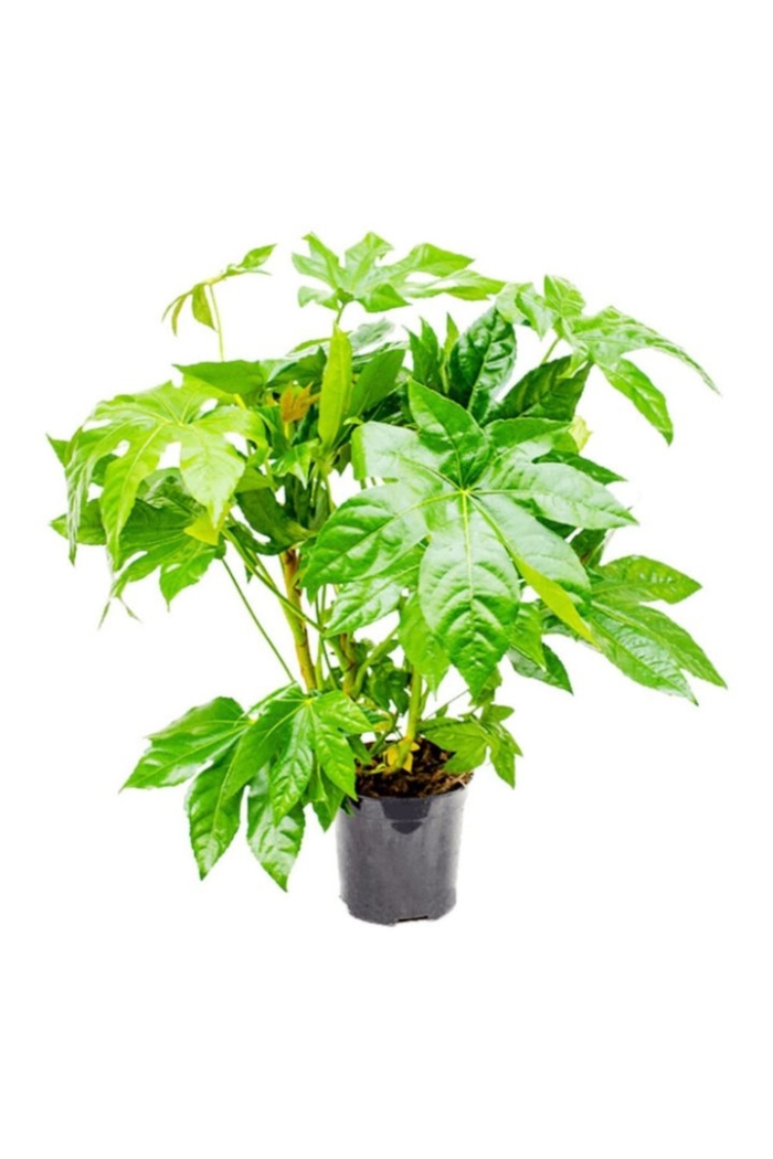 Фатсия japonica