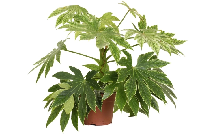 Фатсия цветок комнатный