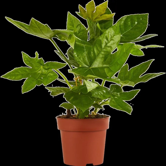 Фатсия японика