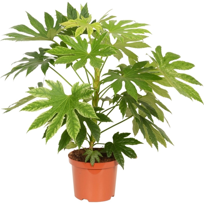 Фатсия вариегата