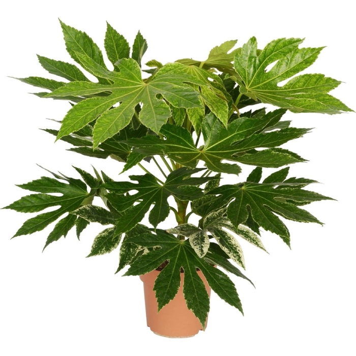 Фатсия японика