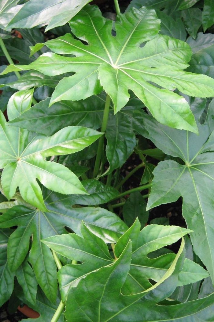 Аралия китайская