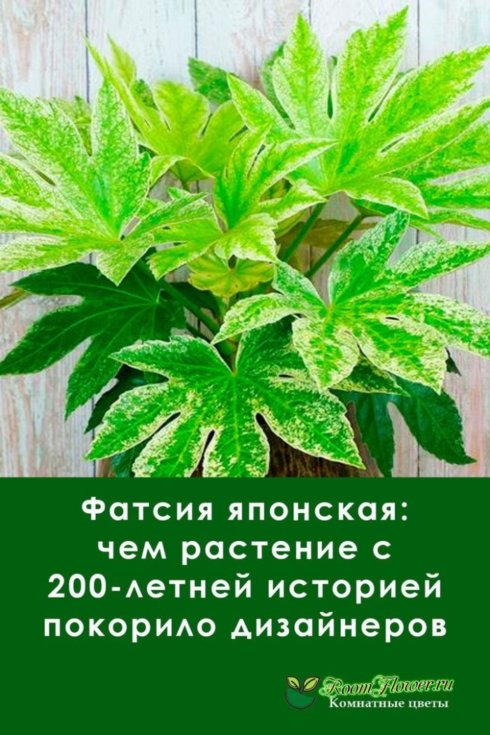 Фатсия спайдер