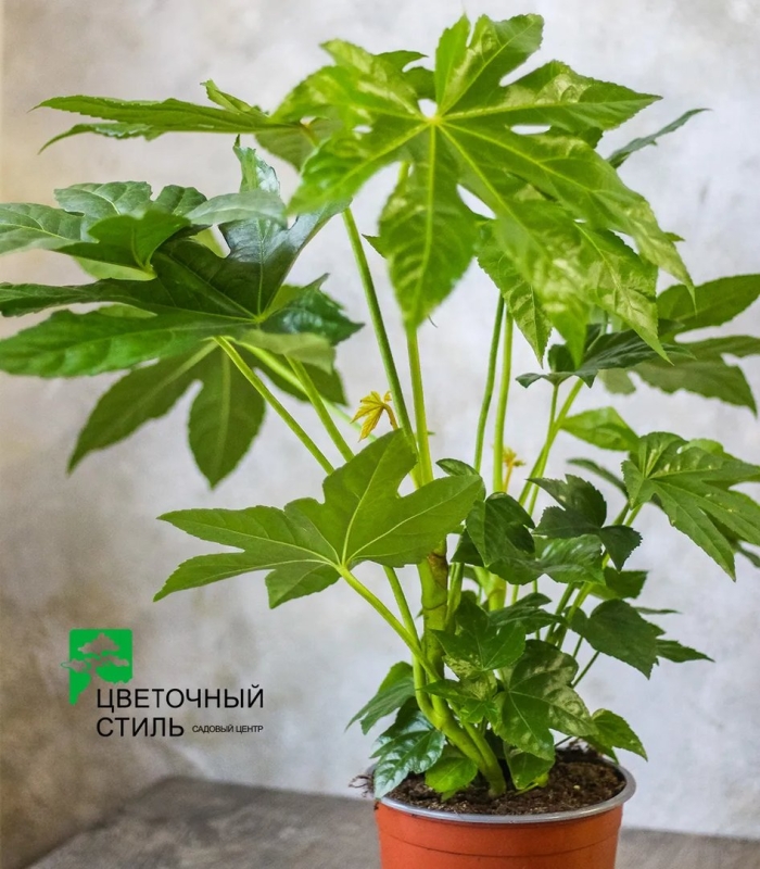 Фатсия многоплодная