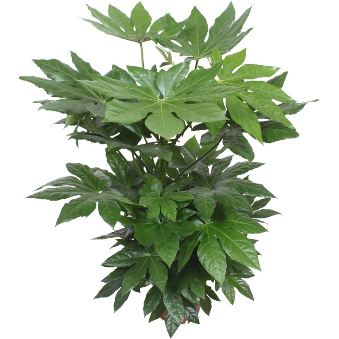 Фатсия комнатный клен