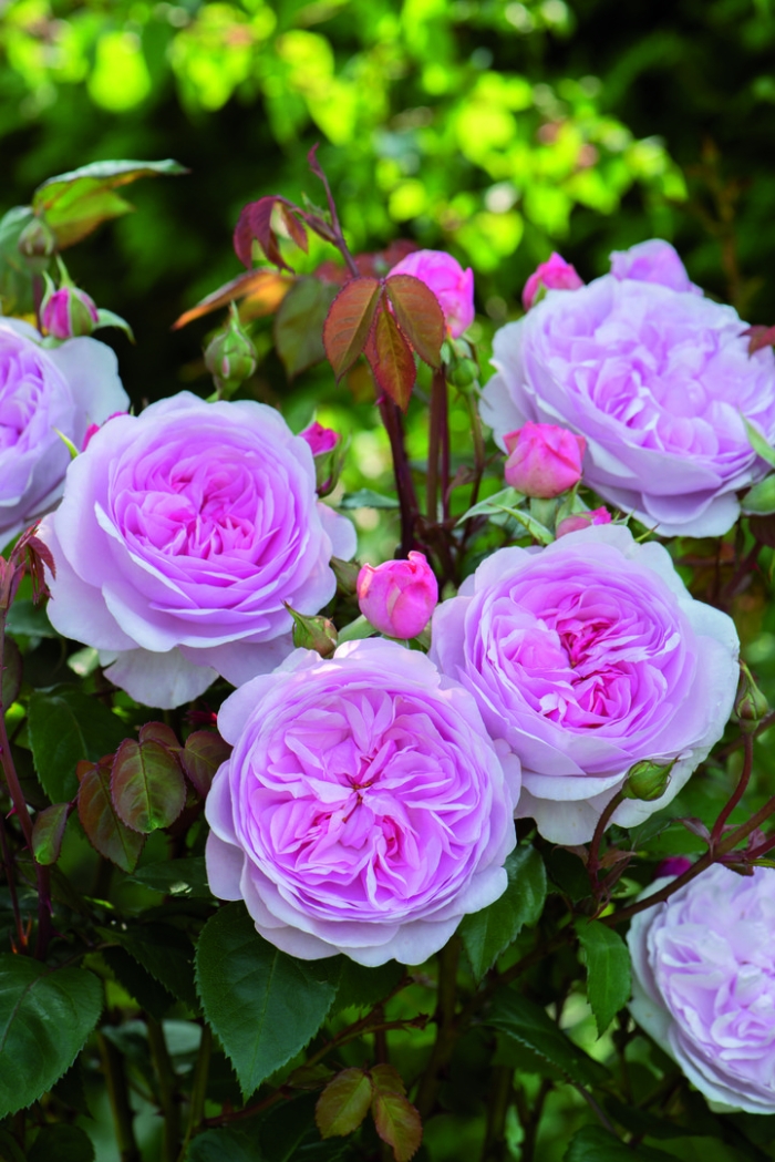 Роза оливия роуз