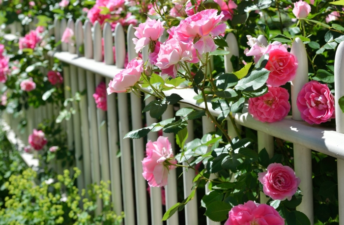 Плетистая роза изгородь