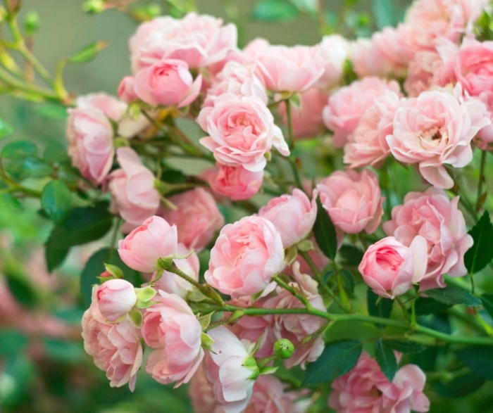 Роза зе фейри полиантовая