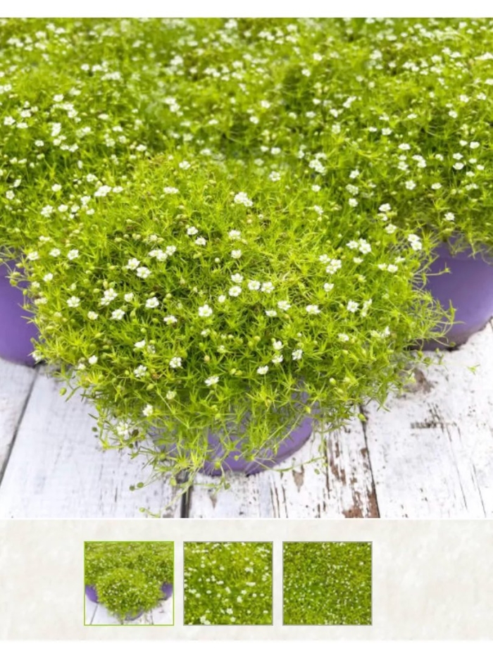 Мшанка шиловидная сюрприз