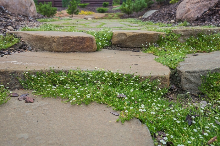 Мшанка шиловидная сюрприз