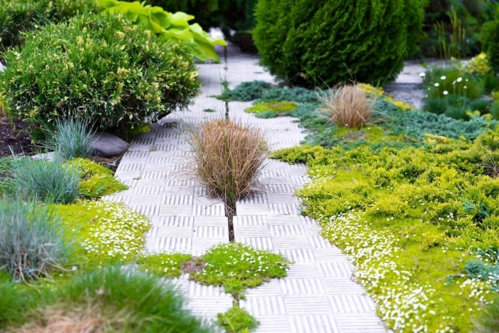 Мшанка шилолистная