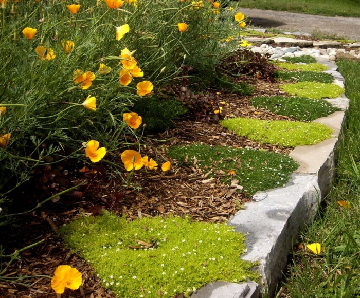 Эшшольция калифорнийская калифорния