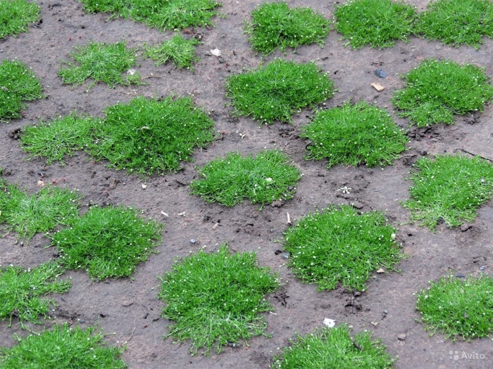 Мшанка шилолистная