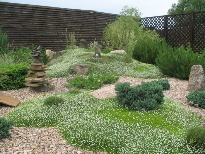 Мшанка в ландшафтном дизайне