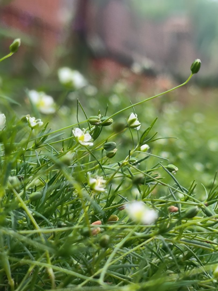 Ирландский мох мшанка