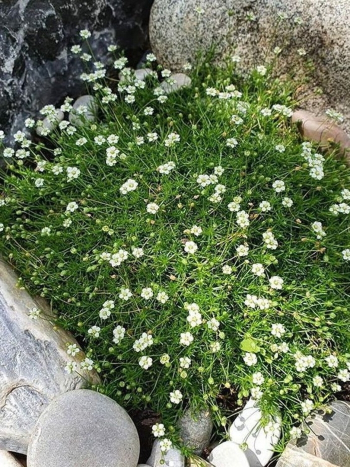 Мшанка шиловидная сюрприз