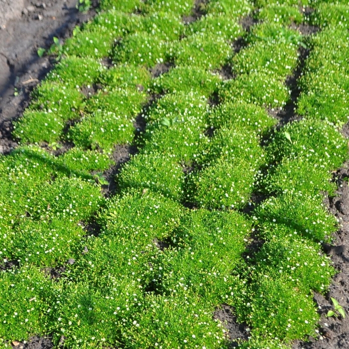 Мшанка шиловидная грин мосс