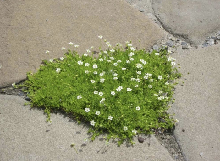 Мшанка шиловидная 'green moss'