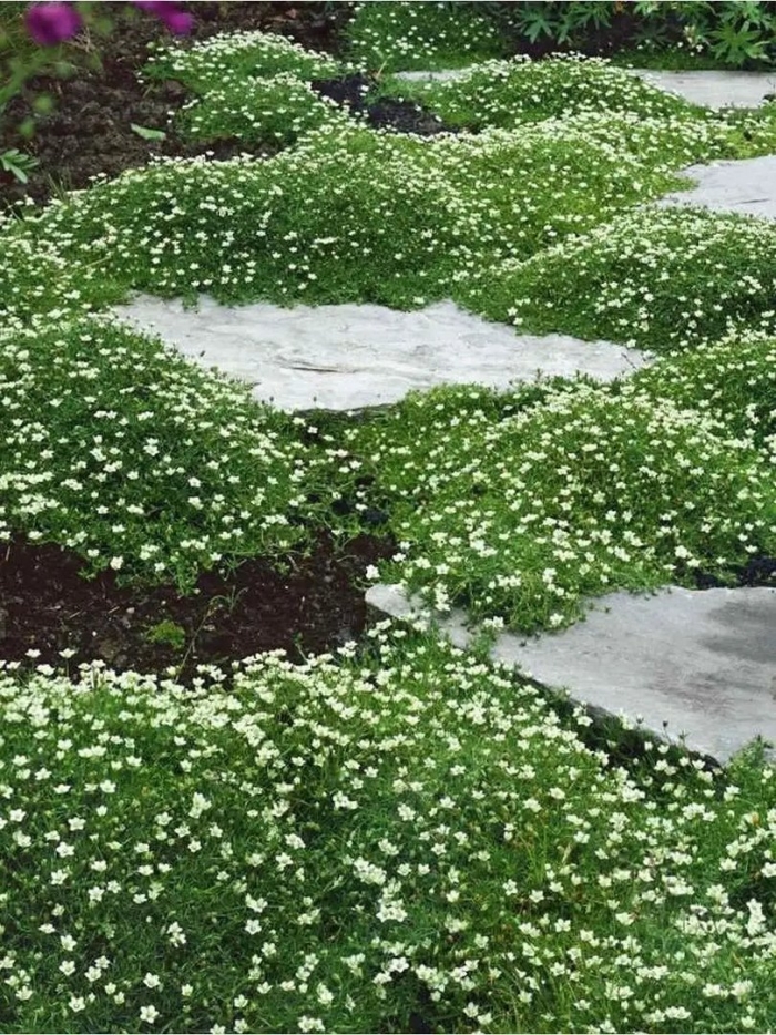 Мшанка шиловидная в ландшафтном дизайне