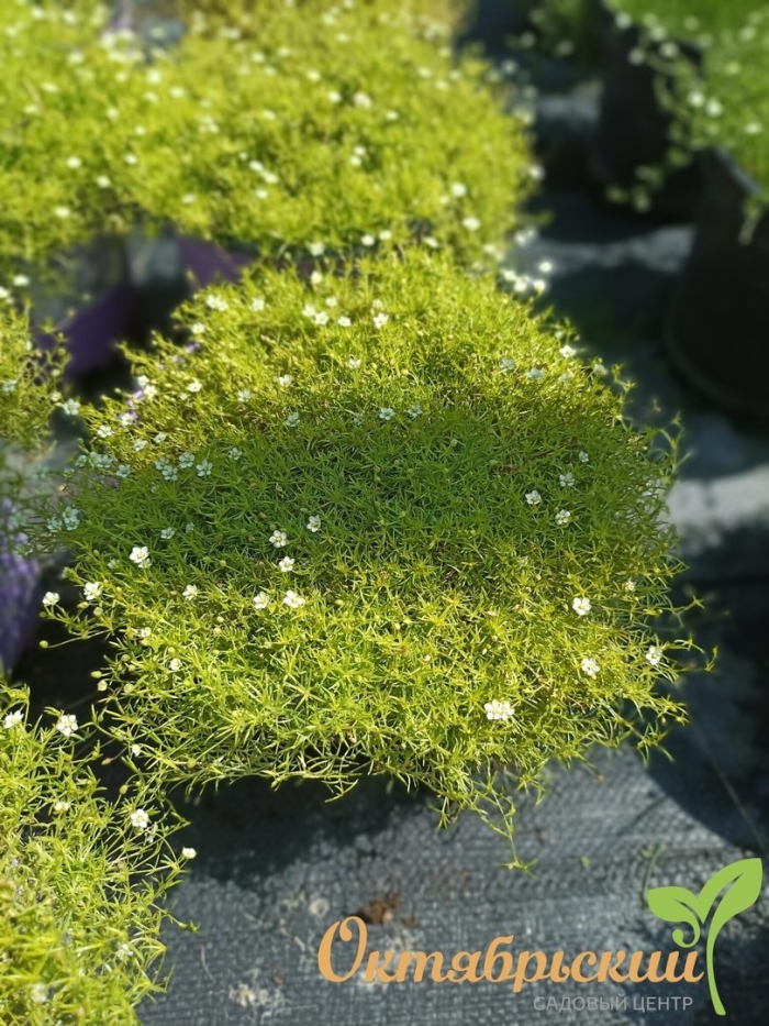 Мшанка шиловидная лайм мосс