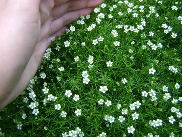 Мшанка ирландский мох